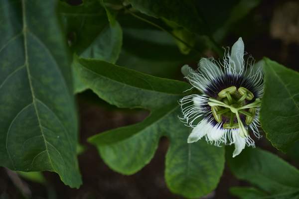 Fleur de passiflore à Thaiti 