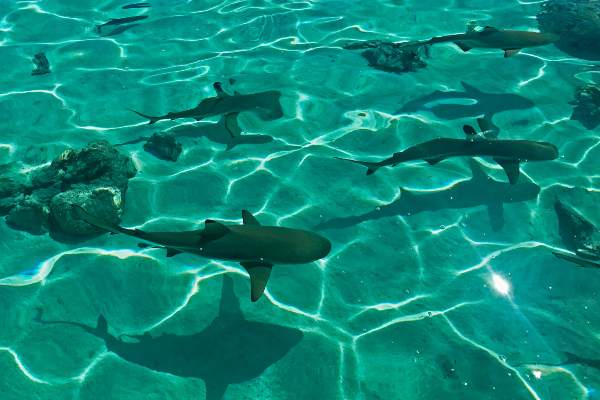 petits requins dans l'eau turquoise de bora bora  en Polynésie 

