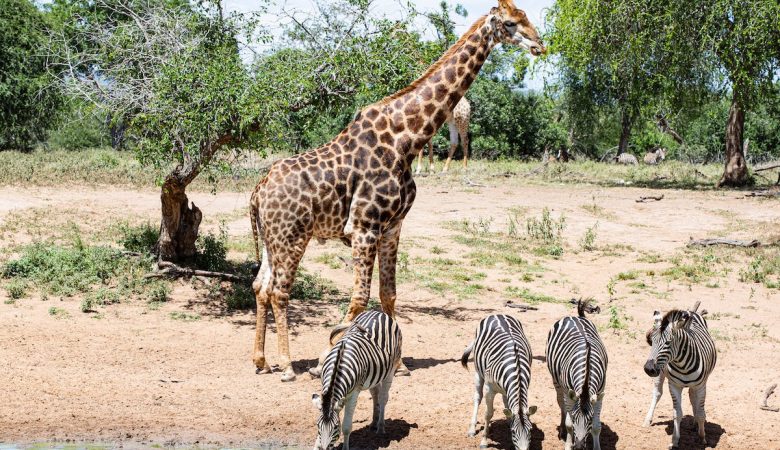 safari-authentique-Afrique-du-Sud